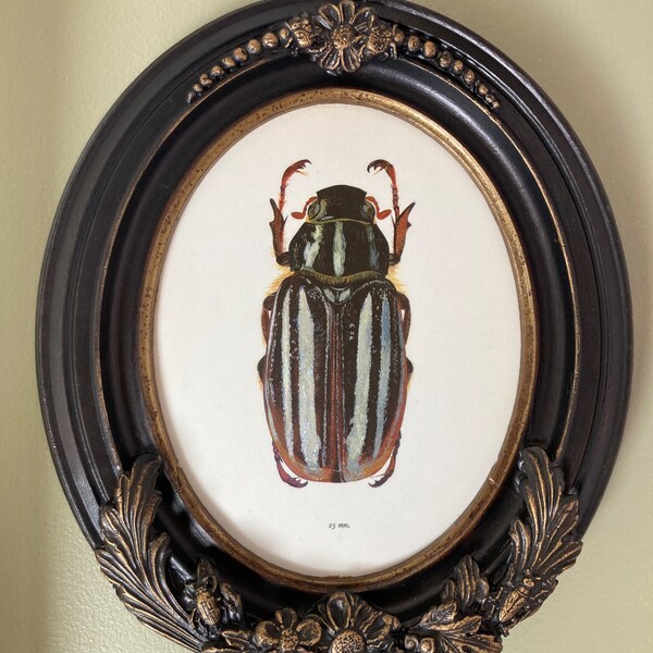 Beautiful Vintage June Bug Beetle art print on wooden panel in ornate antique oval  botanical insect frame entomology entomologist bug lover