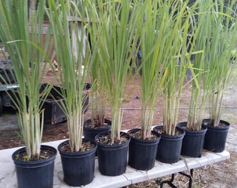 Citronella Grass LemonGrass Lemon Grass 10 growing plants fully rooted