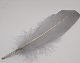 10 plumes d'oie grise 15-20cm