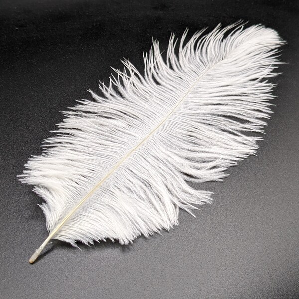 1 plume d'autruche blanche 12-20cm