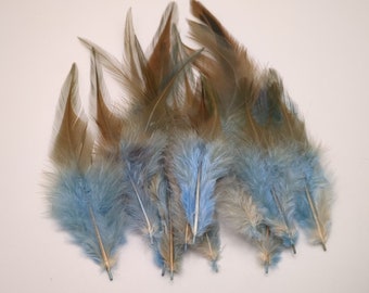 10 plumes de coq bleu ciel 8-15cm