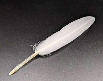 10 plumes d'oie blanc 10/15 cm