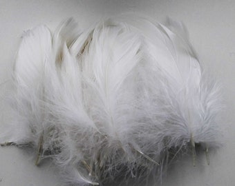 50 5-15cm white goose feathers