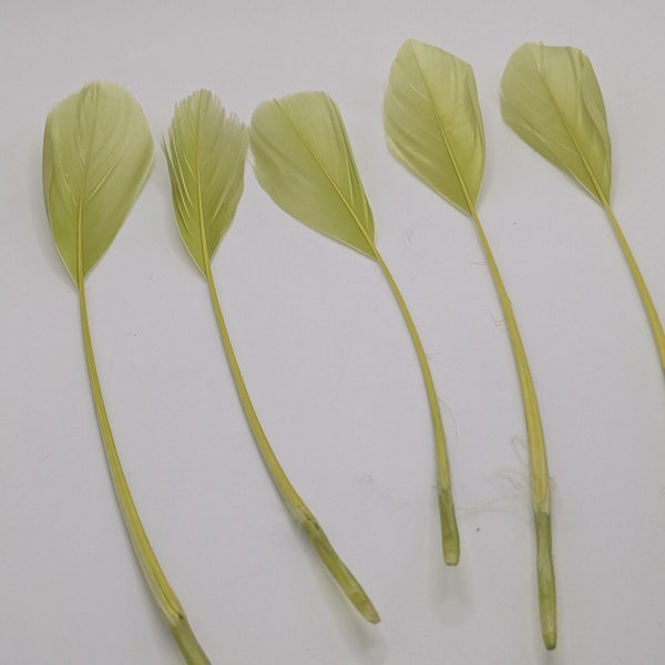 10 plumes  d'oie verte 15-20cm