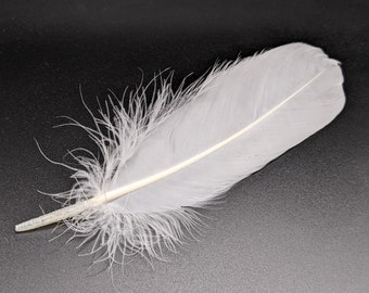 10 plumes d'oie blanc 15-20cm