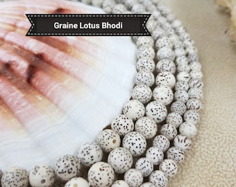 Biddhist Tibet LOTUS Bodhi Seed Beads 6 8 10mm, Variable Lot in Genuine Natural Nuts, DIY Kit for Mala Bracelet Jewelry