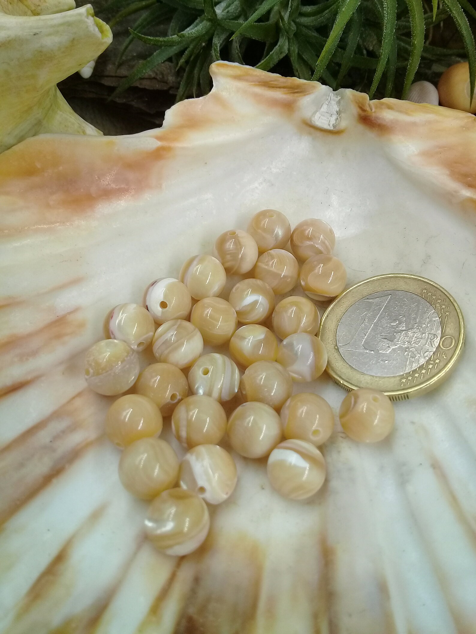 Perlas en Perla Beige Benefactor Shell Almeja Gigante 6 Etsy