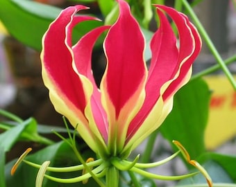 gloriosa lily 200 Gloriosa superba Seeds climbing lily Seeds flame lily