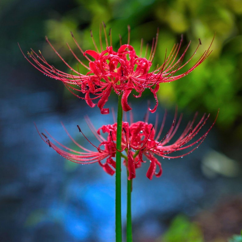 5 Lycoris radiata Bulbs,Red spider lily,Red magic lily, With Phytosanitary certificate image 2