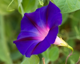 100 semi di Ipomoea Purpurea, comune ipomea viola
