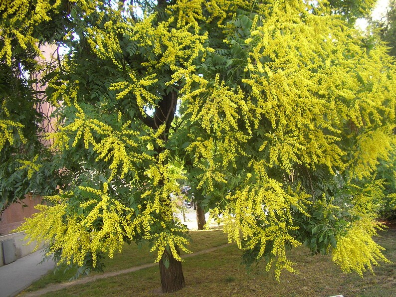 200 Koelreuteria Paniculata Seeds Golden Rain Tree Seeds Etsy