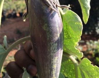 25 Bangladesh Long Eggplant ,  Green Eggplant Seeds, Bangladeshi Vegetable Seeds, Aubergine Bangladeshi Long Eggplant