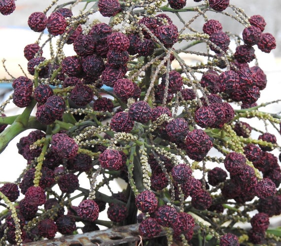 15 Elaeocarpus Ganitrus Seeds, Rudraksha Tree Seeds, Rudraksha Seeds for  Germintaion - Etsy Finland
