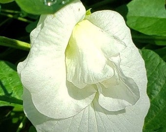 50 Clitoria ternatea alba Double couche de fleurs, pois papillon blanc, graines de Pigeonwings asiatiques, Shankapushpi