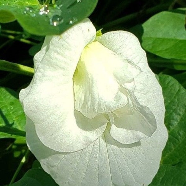 50 Clitoria ternatea alba  Double  Flower Layer , White Butterfly Pea, Asian Pigeonwings Seeds , Shankapushpi