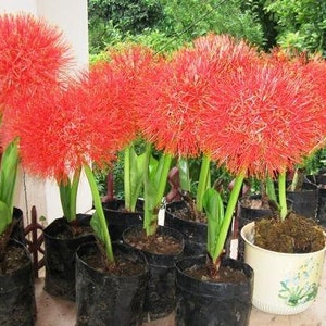 5 Blood lily Bulbs, Scadoxus multiflorus Bulbs, Haemanthus multiflorus Bulbs, With Phytosanitary certificate image 3