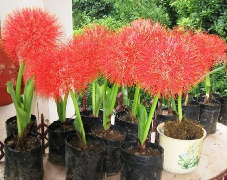 5 Blood lily Bulbs, Scadoxus multiflorus Bulbs, Haemanthus multiflorus Bulbs, With Phytosanitary certificate image 3