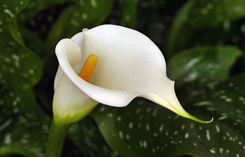 50 Graines zantedeschia aethiopica, graines de lys calla géantes blanches. Graines blanches de calla image 3