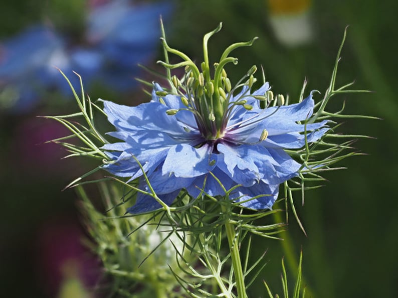 1000 Nigella sativa Seeds , Black Cumin Seeds.Fennel flower. Nutmeg flower Seeds, ,Roman coriander Seeds . image 4