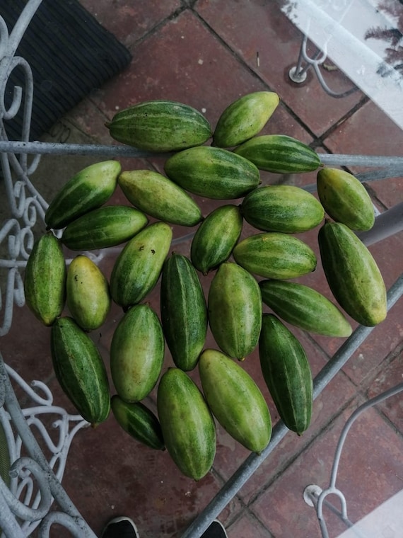 50 Trichosanthes Dioica Seeds, Pointed Gourd Parwal Seeds - Etsy Hong Kong