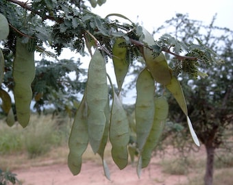 Semillas de Acacia Senegal, Árbol de Goma Arábiga - 100 Semillas