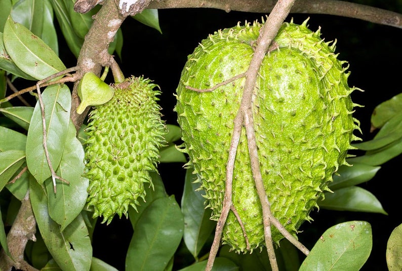 50 Seeds Annona muricata Seeds Soursop Seeds, Soursop, Guanabana, Prickly Custard Apple, Durian Belanda, Graviola, Durian Europa, image 2