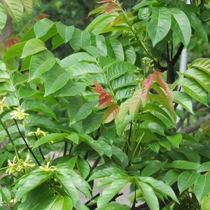 100 Chukrasia tabellarisch Samen, Chittagong Holz, indische Redwood Samen Bild 3