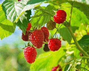 Himbeere (Rubus Idaeus) - Botanischer - Universität Rostock