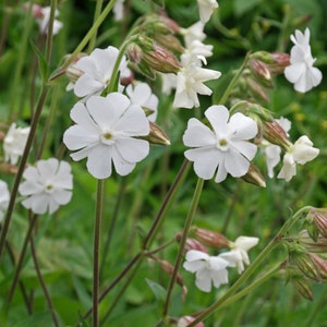 15 Seeds Silene latifolia subsp Alba , White campion Seeds image 2