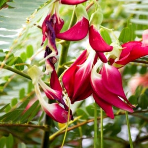 100 Sesbania Grandiflora Samen, Glyzinien, Kolibri Baum Samen, Agati Baum Samen, Agathi Samen