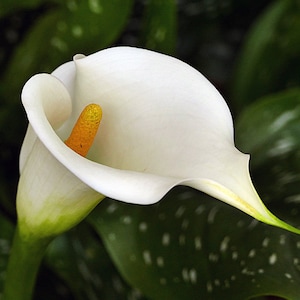 50 Graines zantedeschia aethiopica, graines de lys calla géantes blanches. Graines blanches de calla image 1