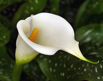 50 Zantedeschia aethiopica Seeds  ,White  Giant Calla Lily Seeds. White calla Seeds