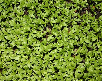 2000 semillas de berro de jardín, Lepidium sativum