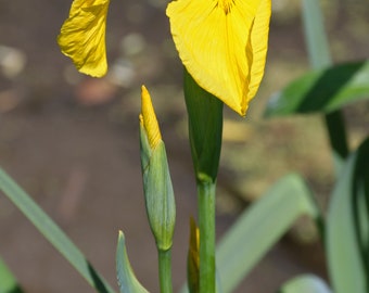 10 Iris Pseudacorus Seeds, the yellow flag Seeds , yellow iris Seeds , water flag Seeds