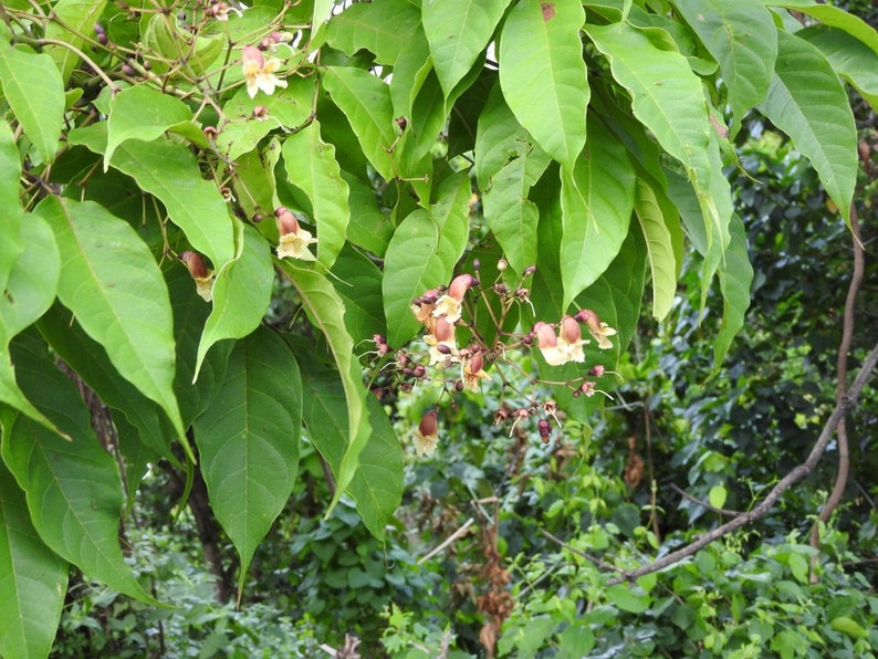 200 Stereospermum suaveolens Seeds, Patala Tree Seeds image 5