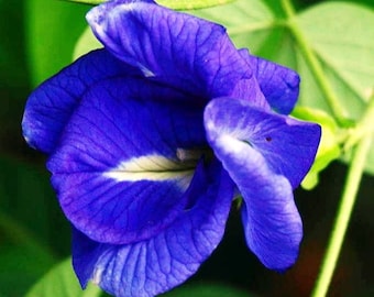 100 semillas de guisante mariposa azul doble, Clitoria ternatea