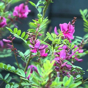 500 Indigofera tinctoria Seeds , True indigo Seeds, Indigo Tree Seeds image 1