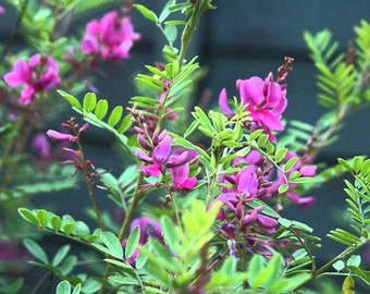 500 Indigofera tinctoria-zaden | True Indigo Dye Plant Seeds | Natuurlijke indigozaden