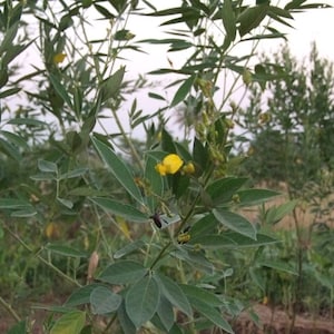 200 Cajanus Cajan Seeds, gungo pea Seeds, Pigeon pea Seeds image 1