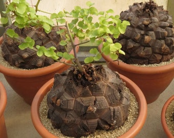 20 Turtle Shell Seeds, Caudex plants   Seeds,  Hottentot Bread plant Seeds,  Dioscorea elephantipes Seeds ,. Elephants foot Seeds