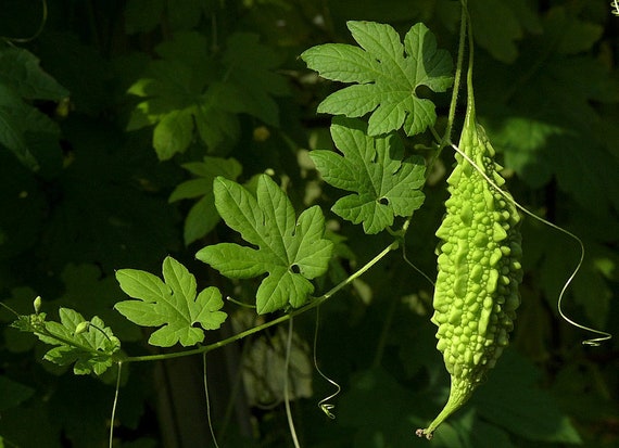 200 Momordica Charantia Seeds, Bitter Melon - Etsy Denmark