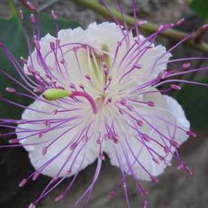 Puede incluir: Una flor blanca con estambres largos y delgados de color púrpura. La flor tiene una apariencia delicada, casi translúcida.