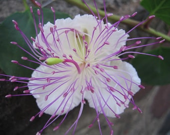 50 Capparis Spinosa Seeds, kappertjesplant voor mediterrane tuin
