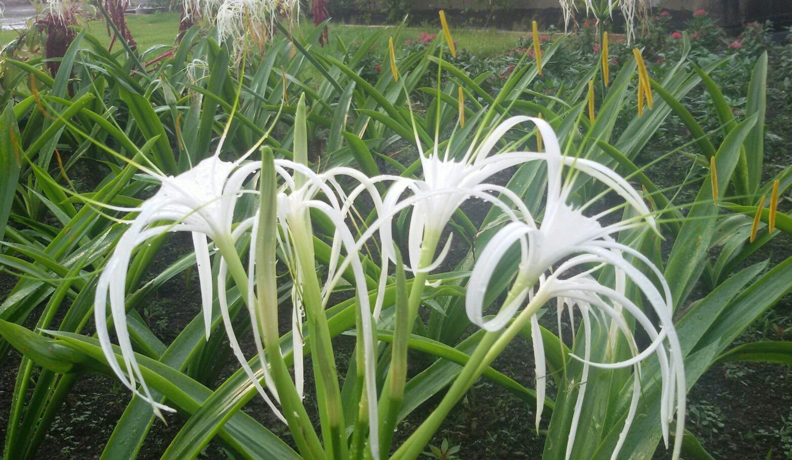 3 Hymenocallis Littoralis Bulbs Spider Lily White Bulbs Etsy Free Nude Porn Photos
