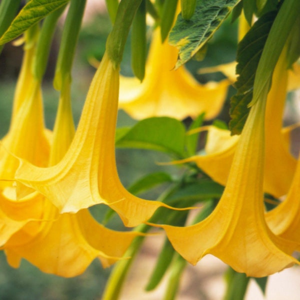 50 Brugmansia suaveolens Seeds, Yellow Angel Trumpet Flower Seeds