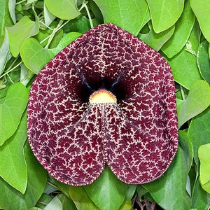 100 Aristolochia elegans,Calico Flower, Dutchman's Pipe, Pipe vine Seeds image 3