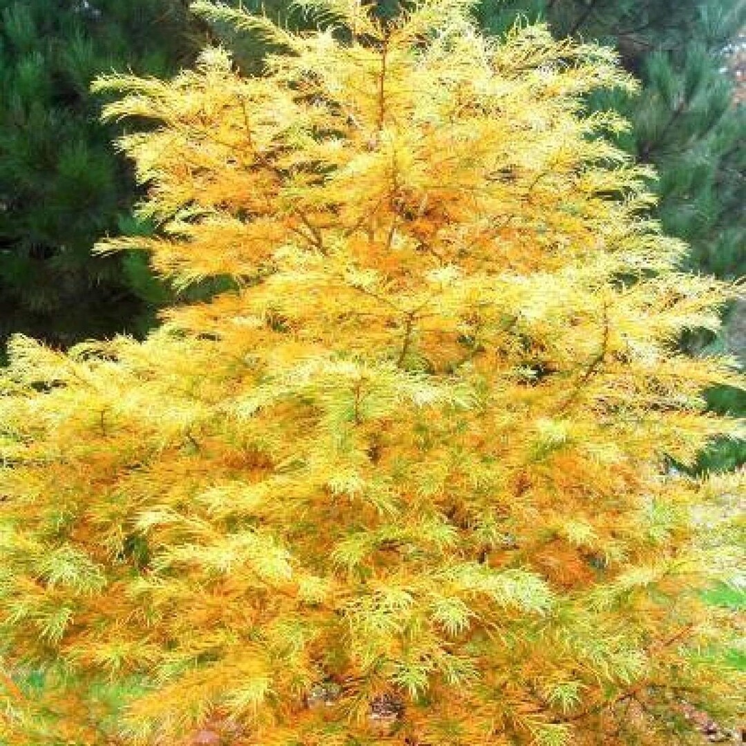 Pseudolarix Amabilis Seeds – Rare Golden Larch Tree Seeds