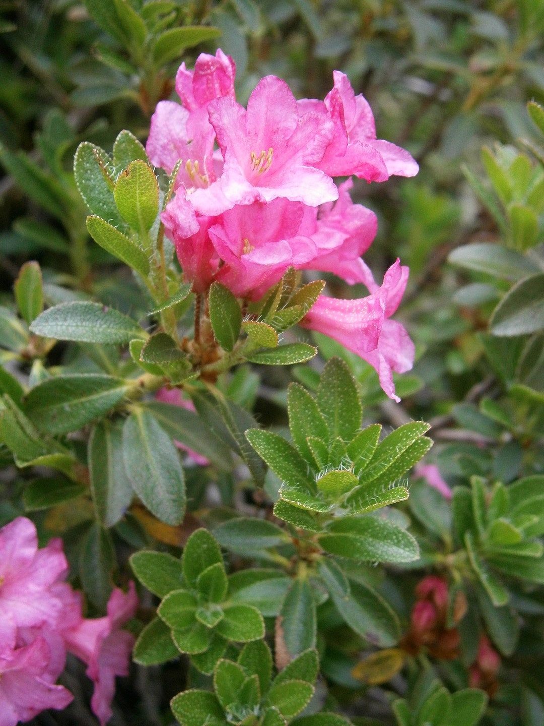 rhododendron goldflimmer pflege Goldflimmer main image 0