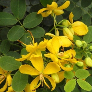 Puede incluir: Primer plano de flores amarillas con hojas verdes. Las flores tienen cinco pétalos y están agrupadas. Las hojas son ovaladas y tienen una textura lisa.