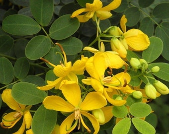 May include: Close-up of yellow flowers with green leaves. The flowers have five petals and are clustered together. The leaves are oval-shaped and have a smooth texture.